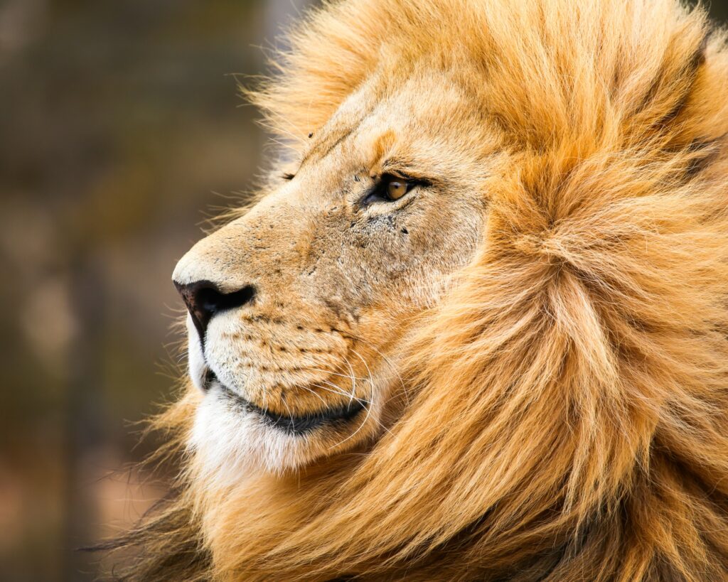 male african lion